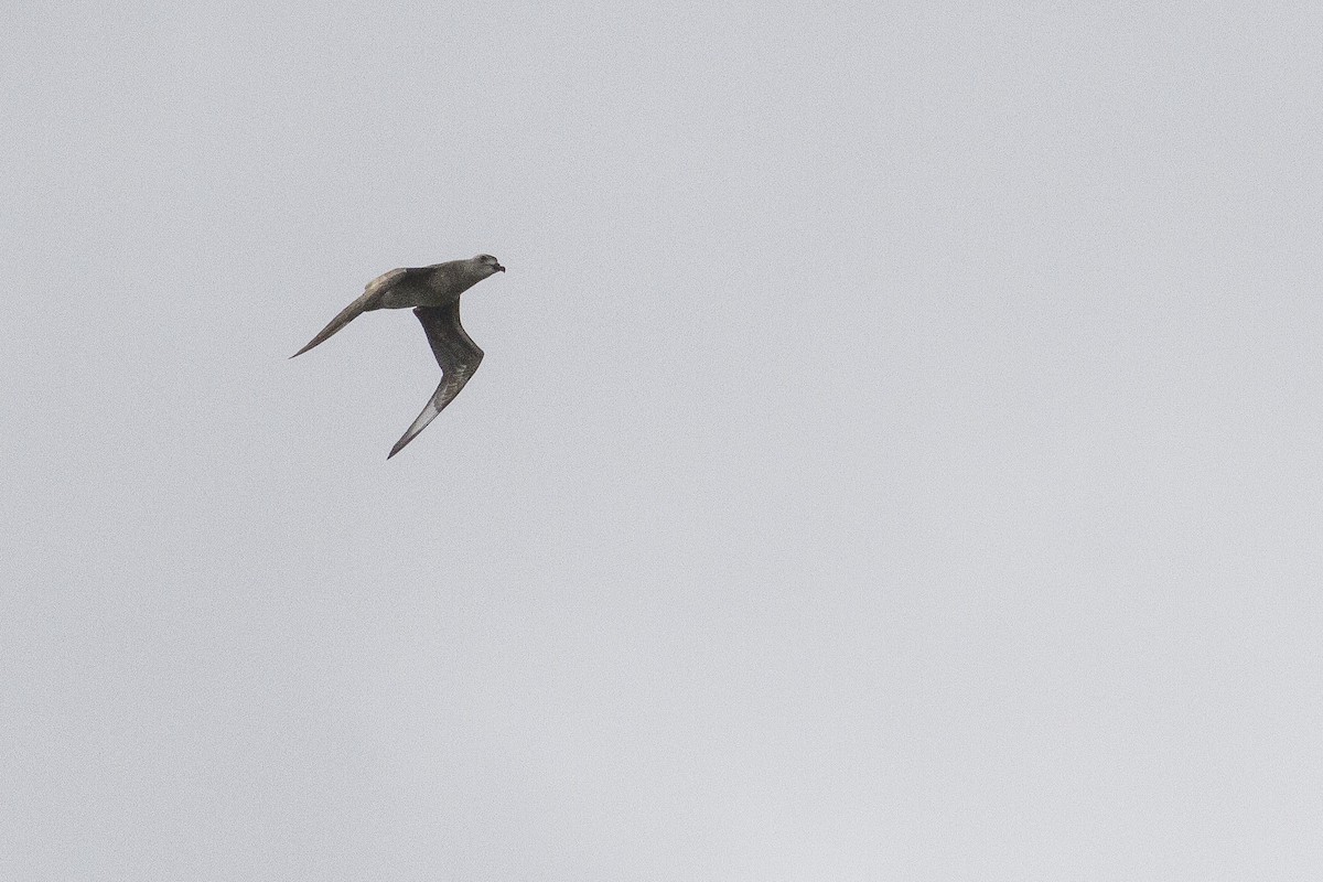 Kermadec Petrel - Jacob Drucker