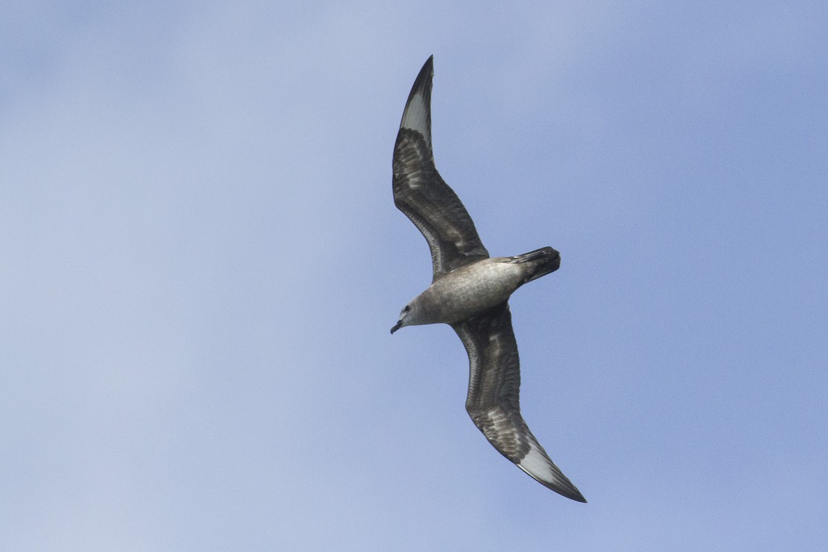 Kermadec Petrel - Jacob Drucker