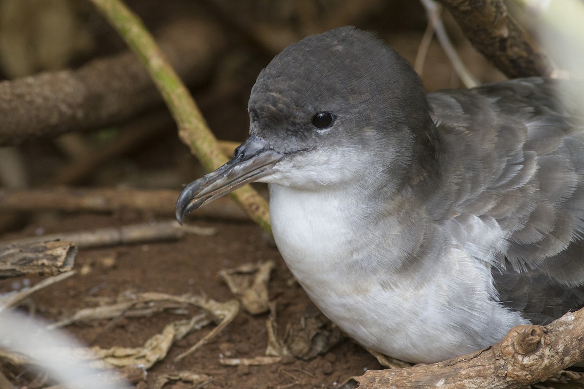 Wedge-tailed Shearwater - Jacob Drucker