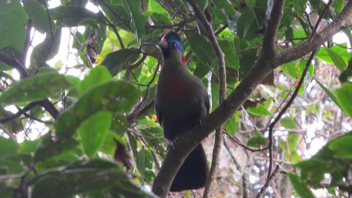 Turaco del Ruwenzori - ML281227001