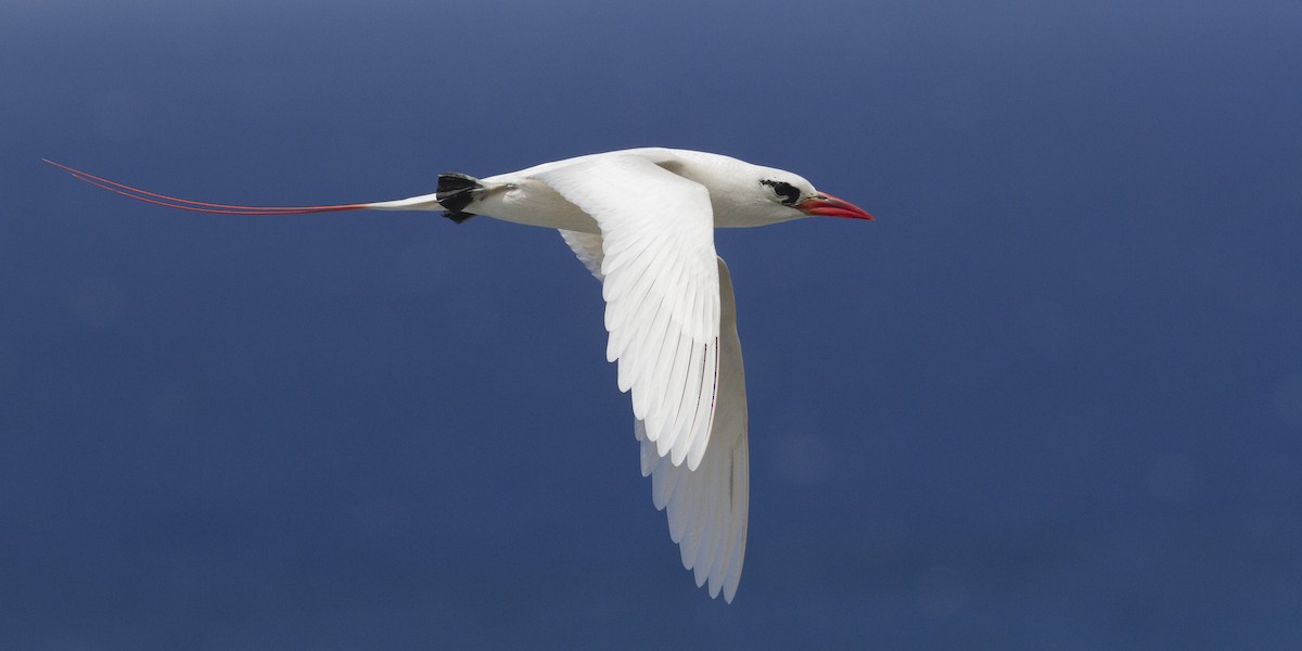 Red-tailed Tropicbird - Jacob Drucker