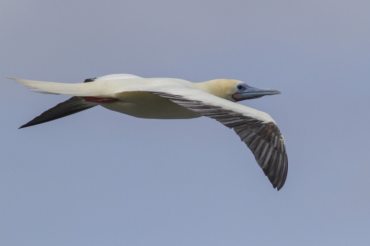 Red-footed Booby - Jacob Drucker