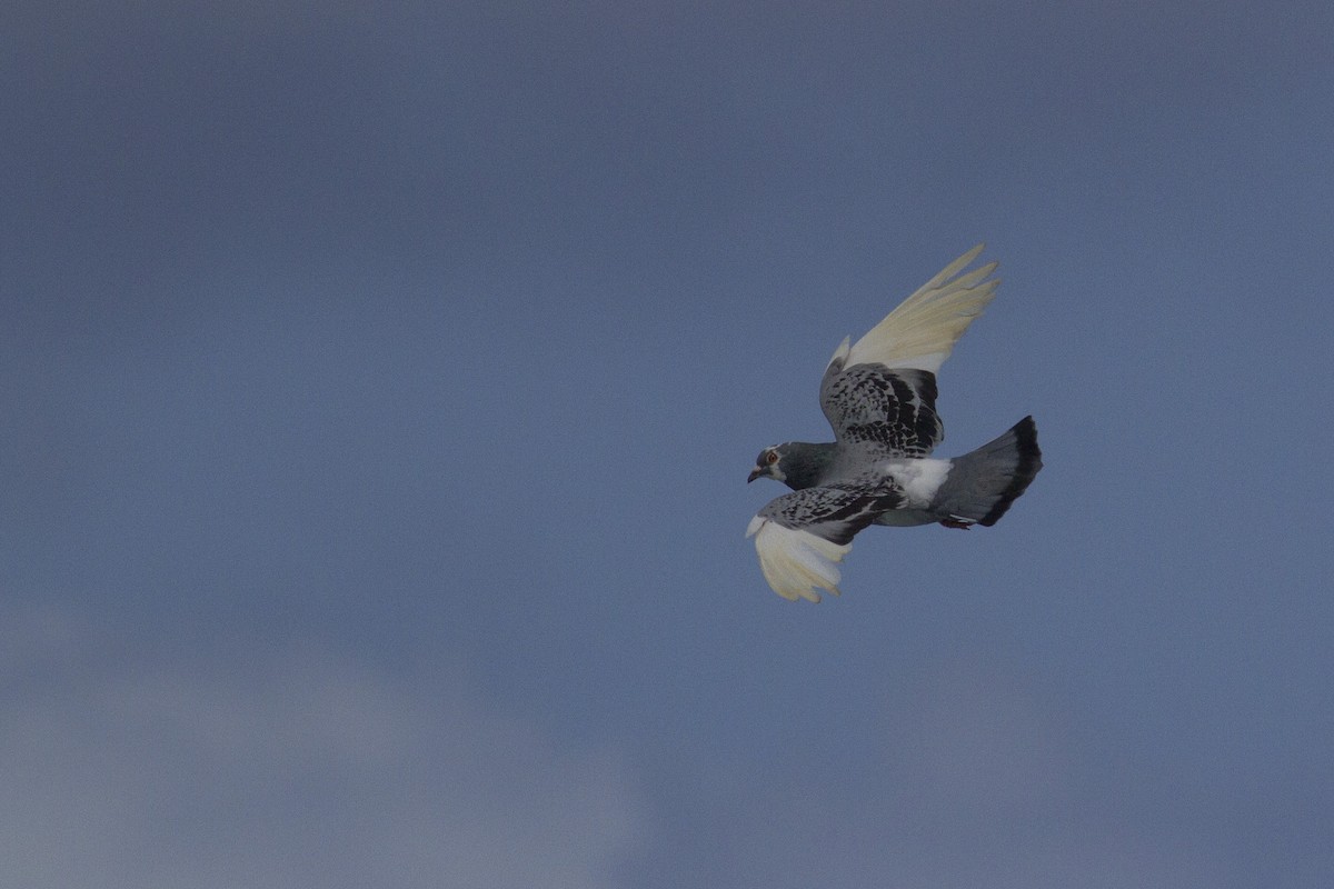 Rock Pigeon (Feral Pigeon) - ML28122811