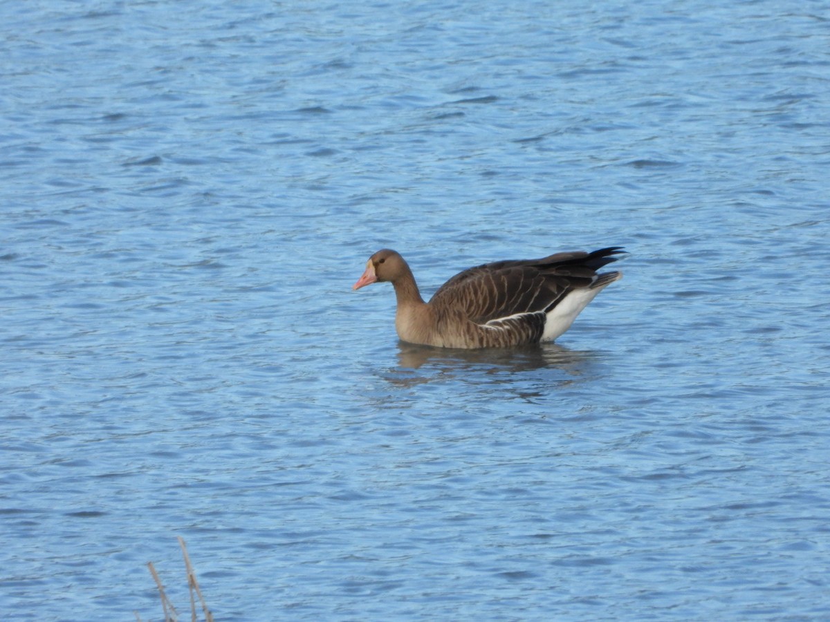 Greater White-fronted Goose - 勵強 施