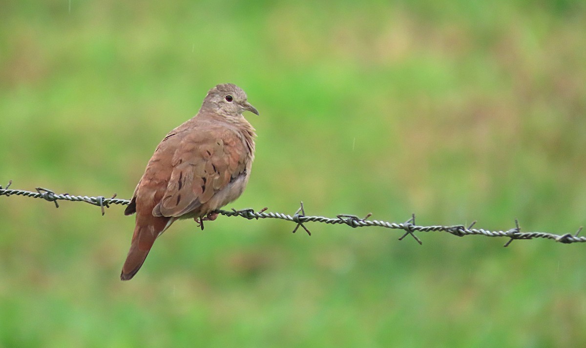 Ruddy Ground Dove - ML281235511