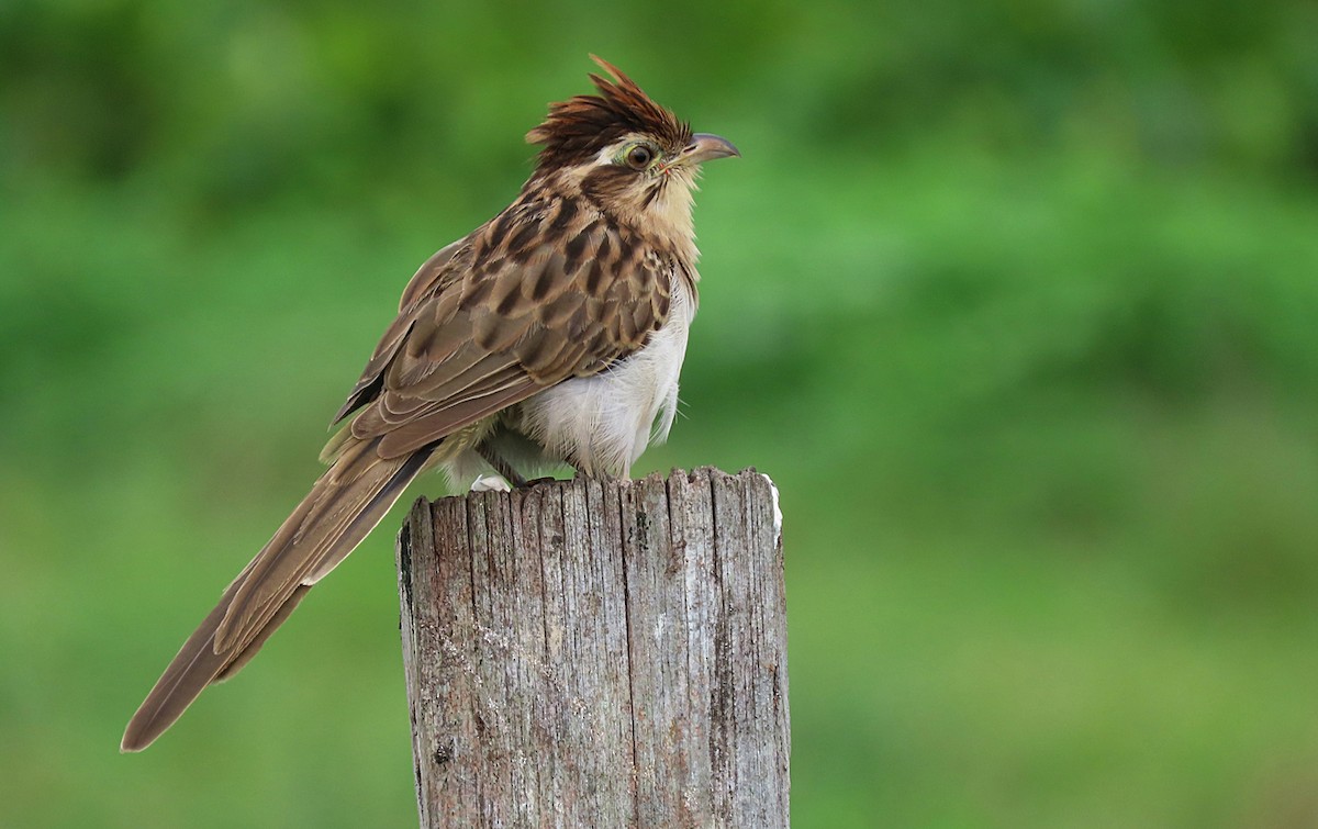 Striped Cuckoo - sylvain Uriot