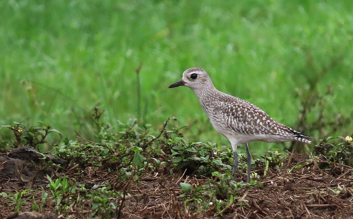 Black-bellied Plover - ML281235861