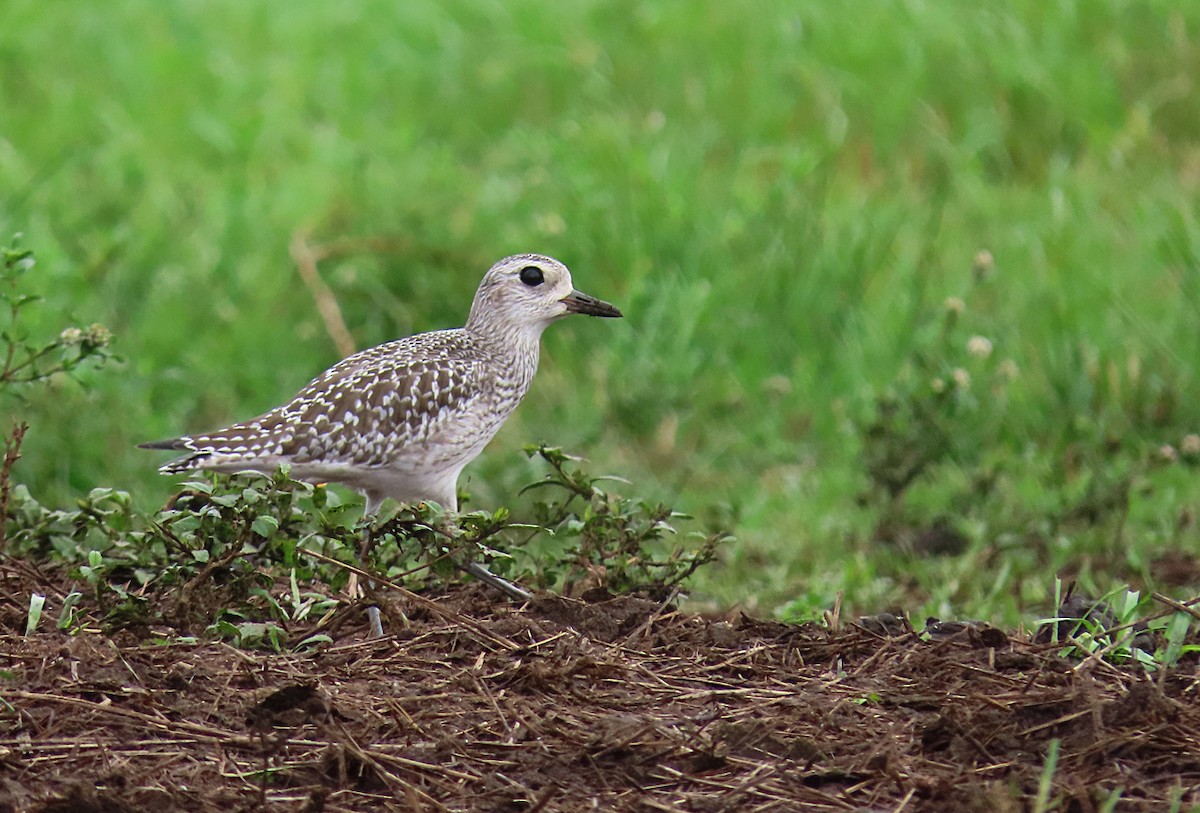 Black-bellied Plover - ML281235871