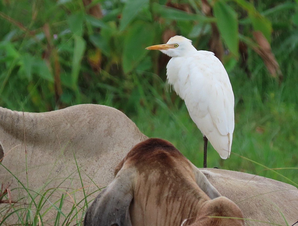 Western Cattle Egret - ML281235921