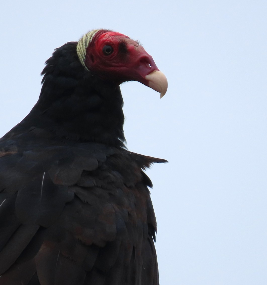 Turkey Vulture - ML281235961