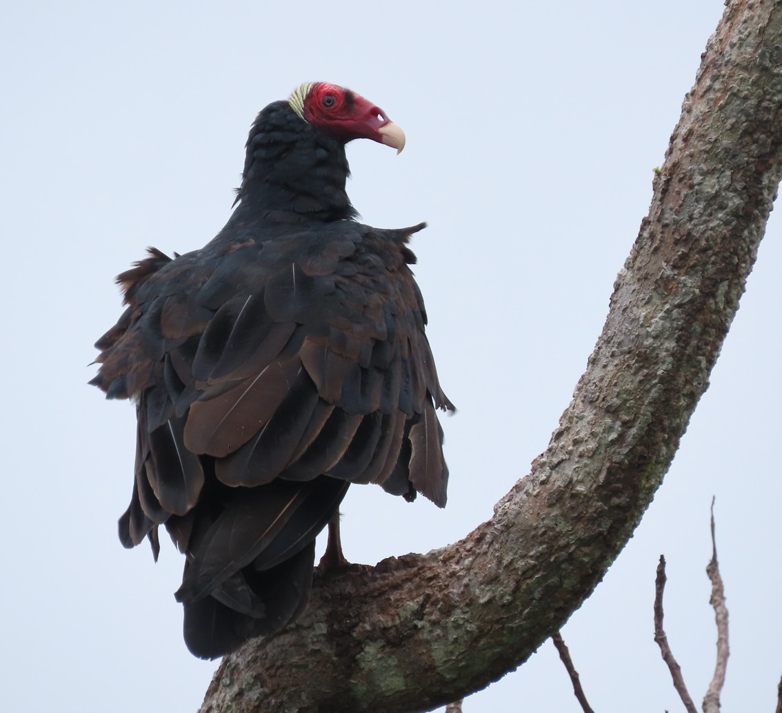 Turkey Vulture - ML281236021