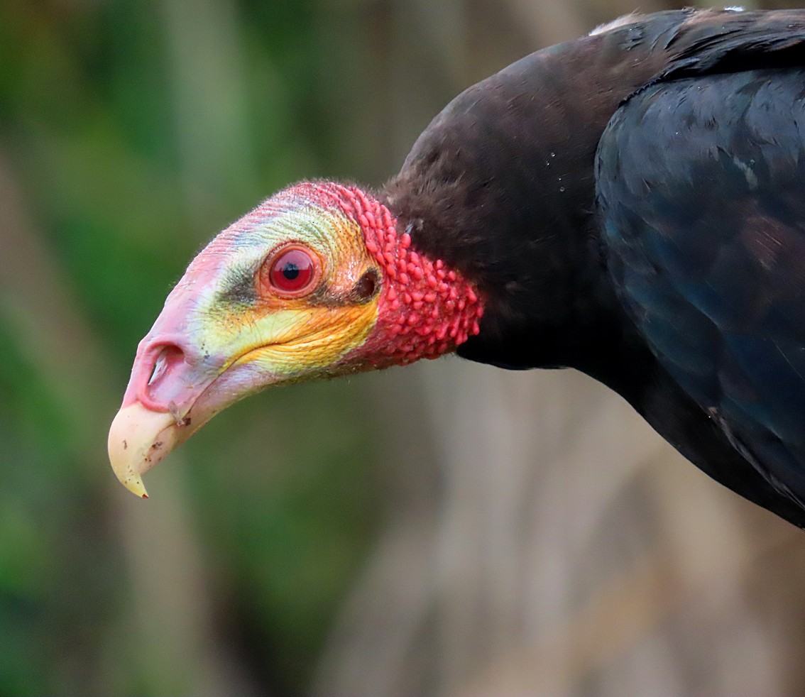 Lesser Yellow-headed Vulture - ML281236181
