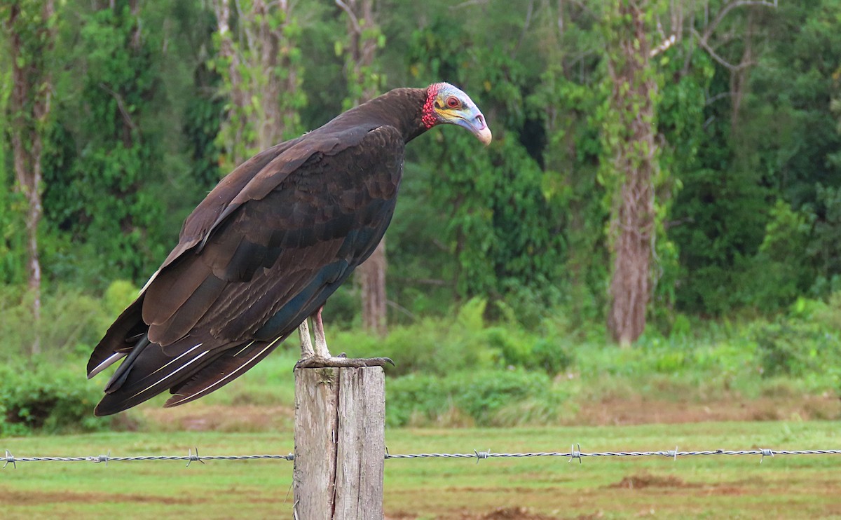 Lesser Yellow-headed Vulture - sylvain Uriot