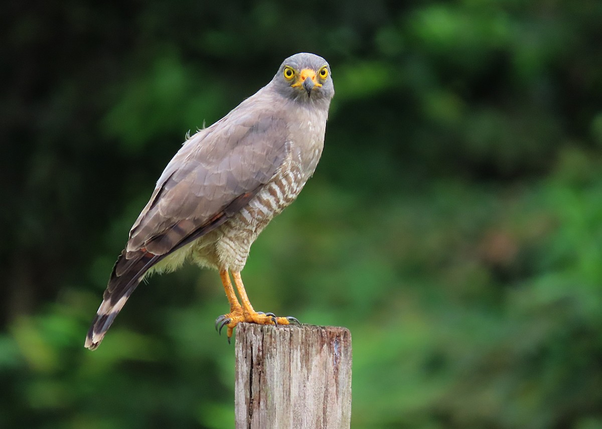 Roadside Hawk - ML281236311