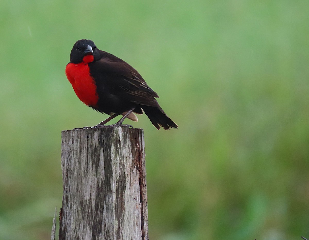 Red-breasted Meadowlark - ML281236421