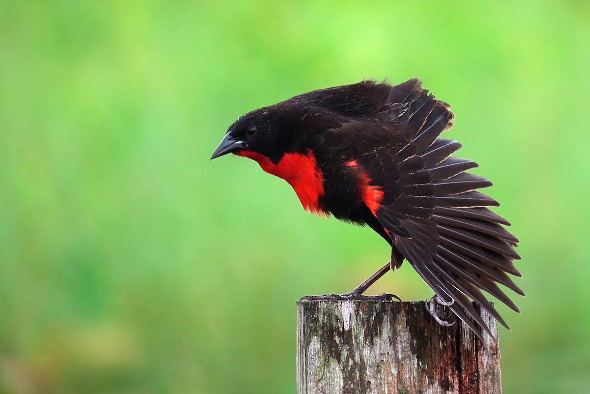 Red-breasted Meadowlark - sylvain Uriot