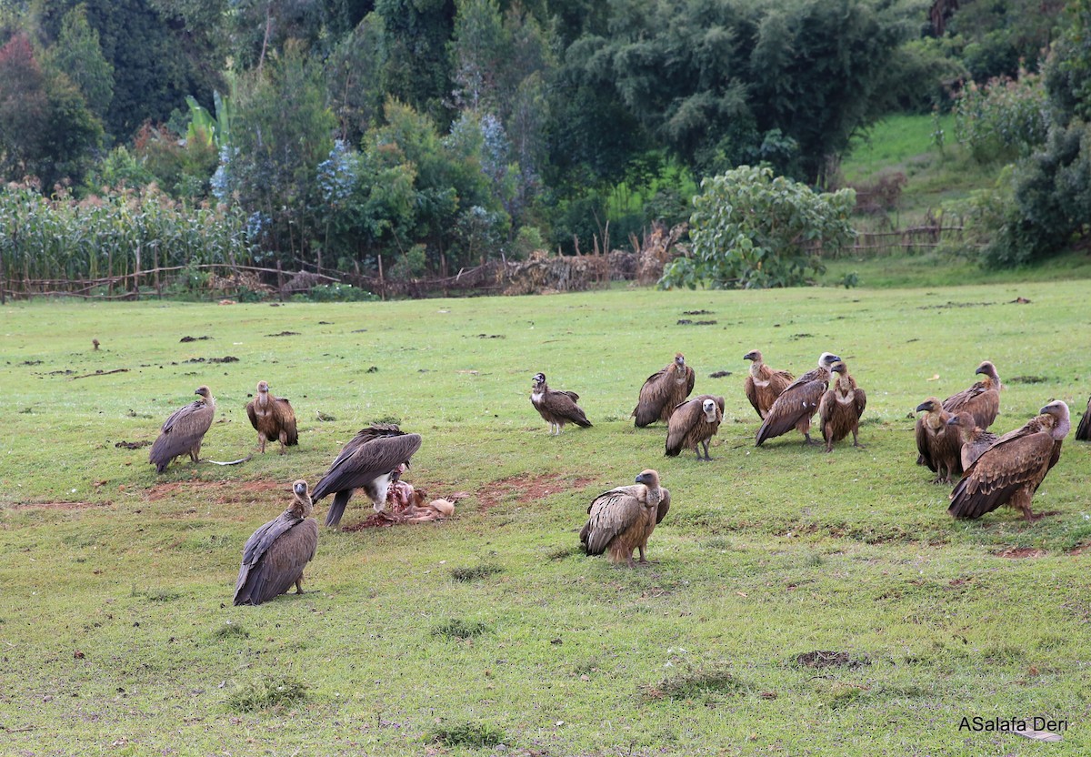 Hooded Vulture - ML281237321