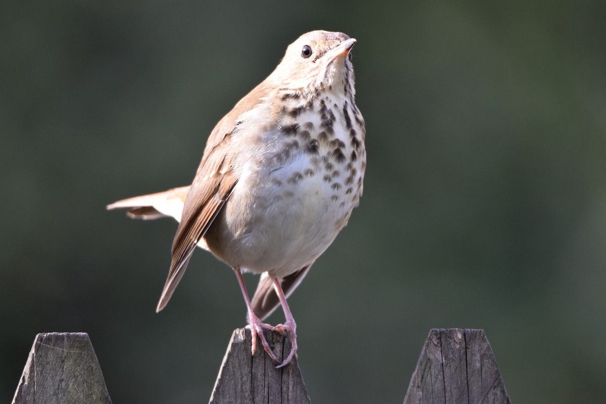 Hermit Thrush - ML281237701