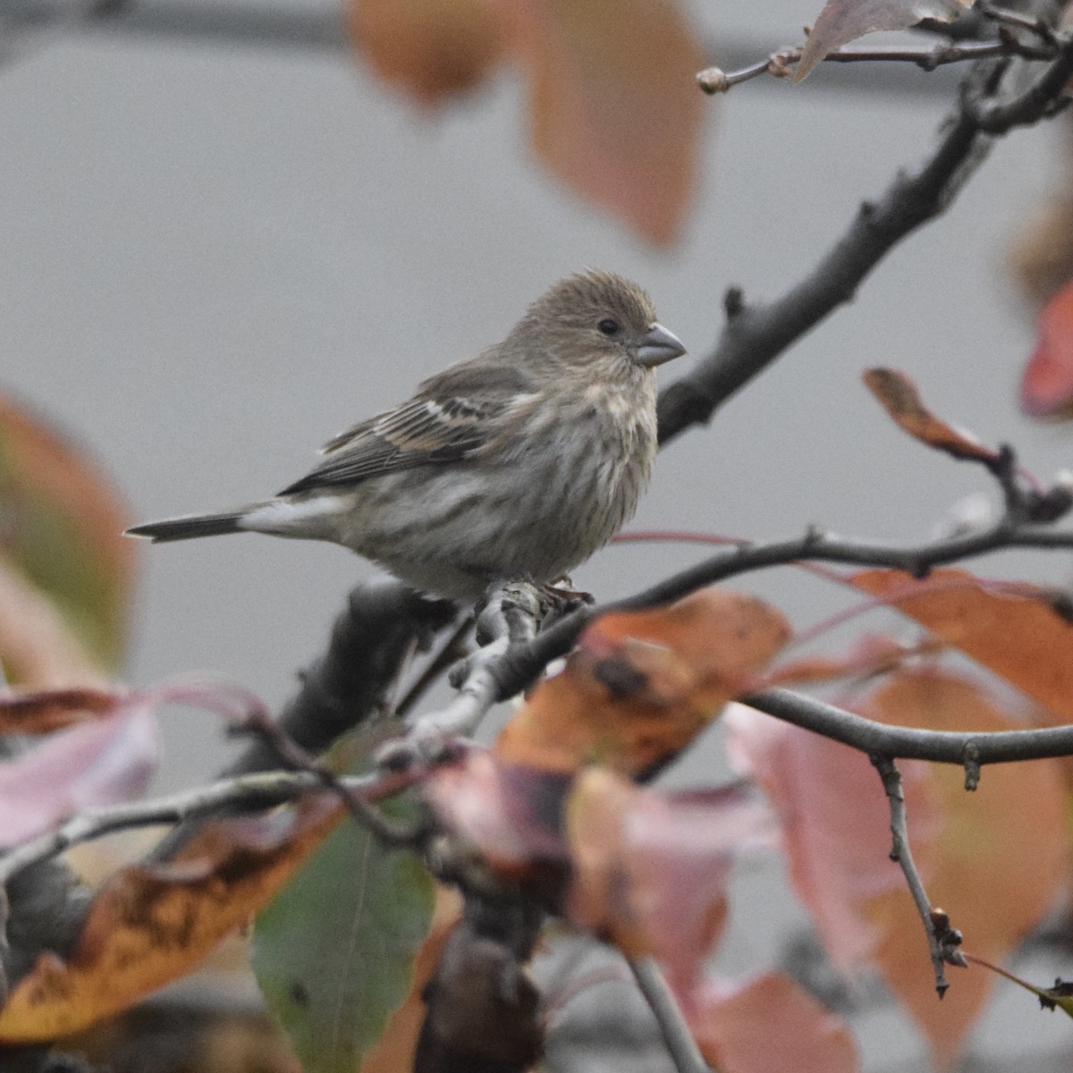 House Finch - ML281238481