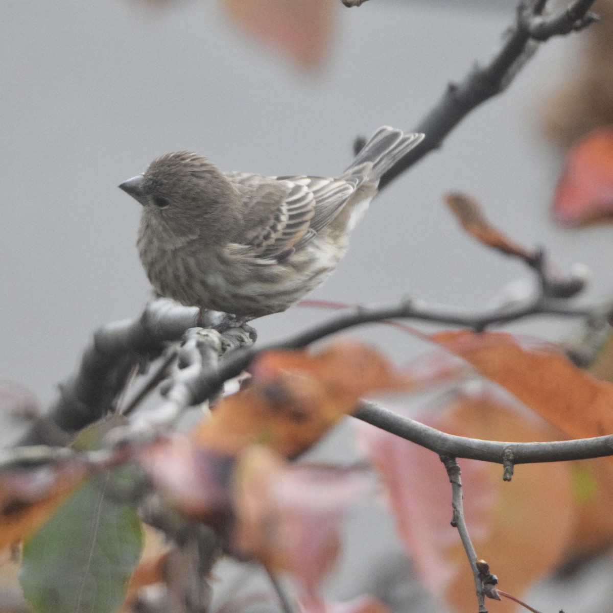 House Finch - J P