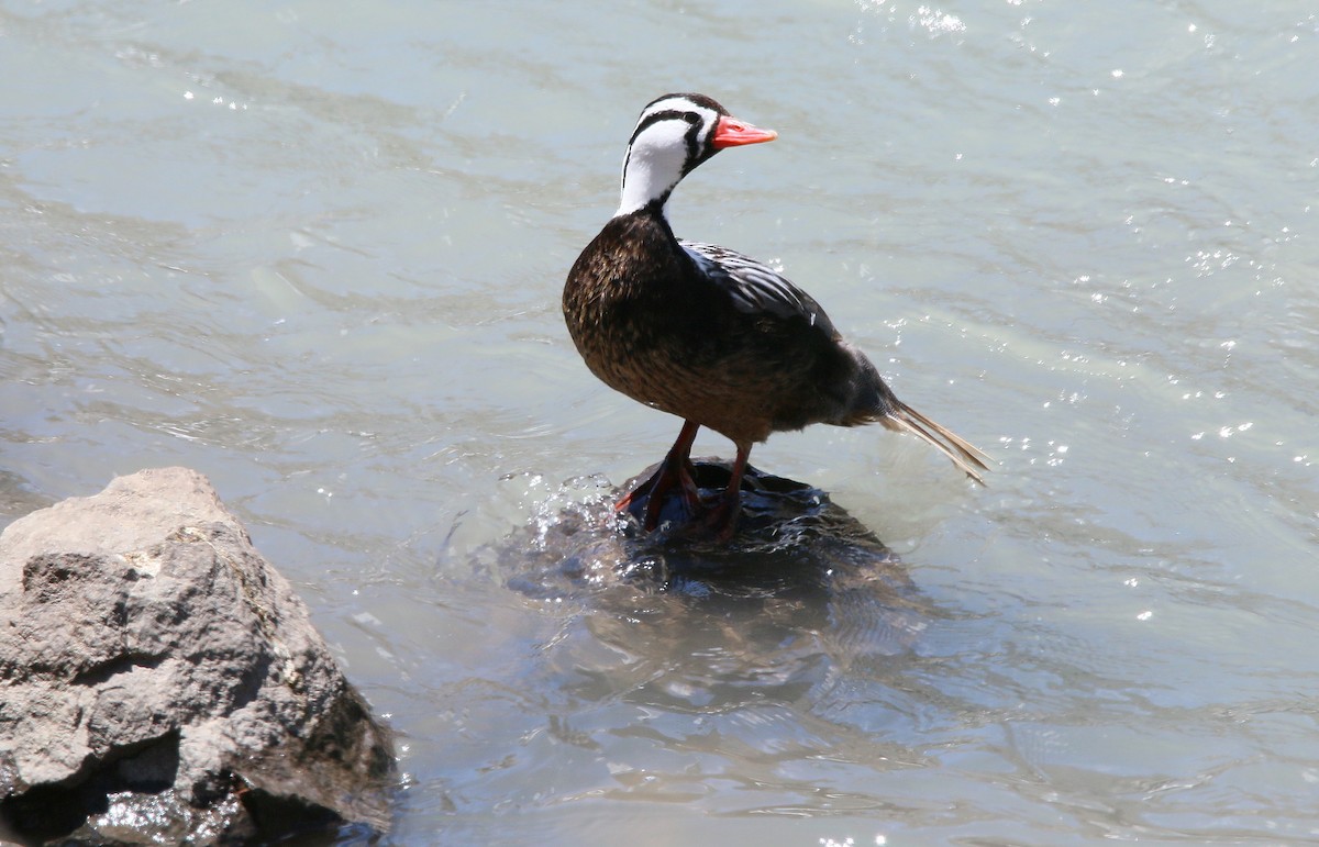 Torrent Duck - ML281238951