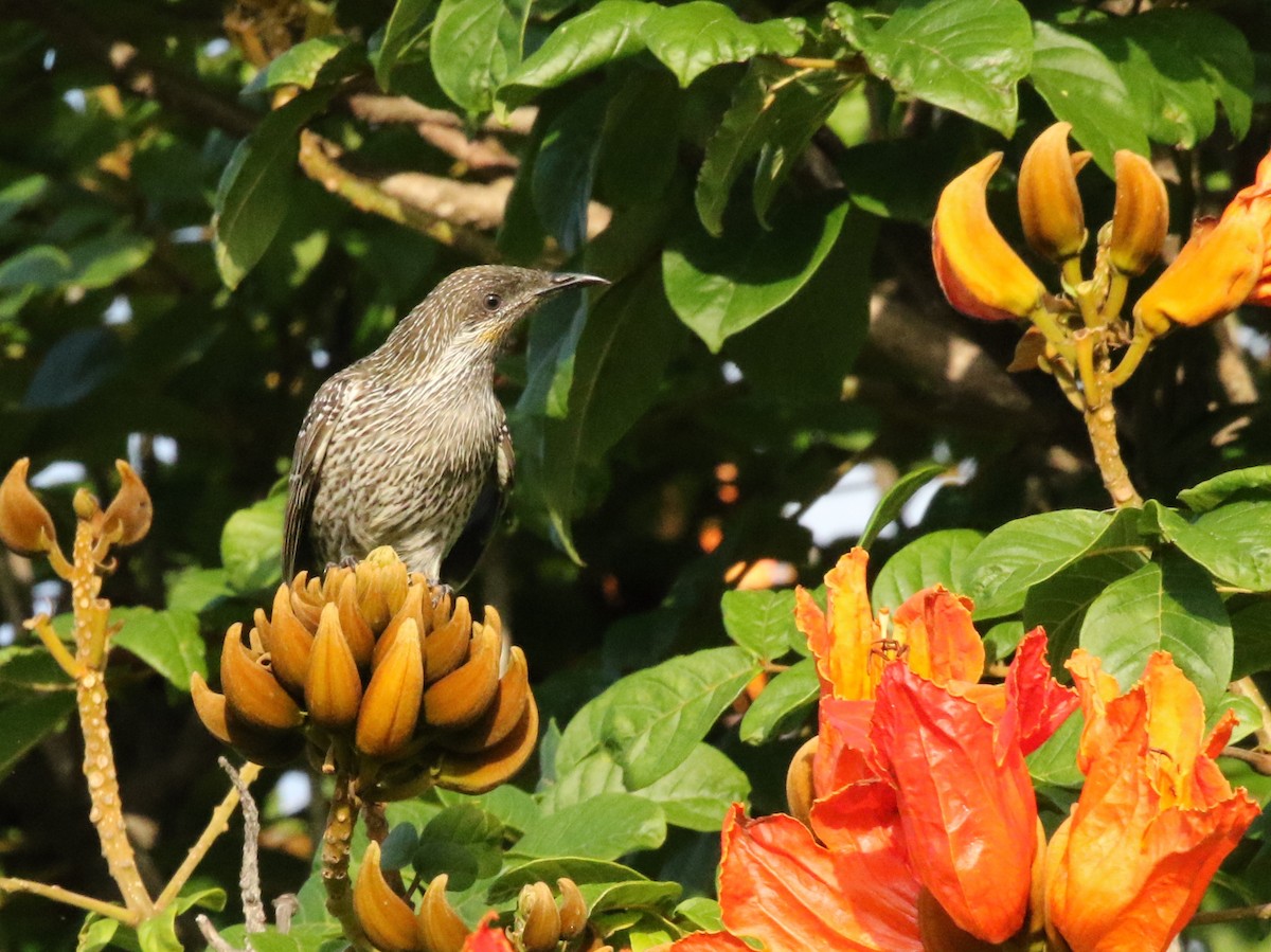 Little Wattlebird - David Ongley