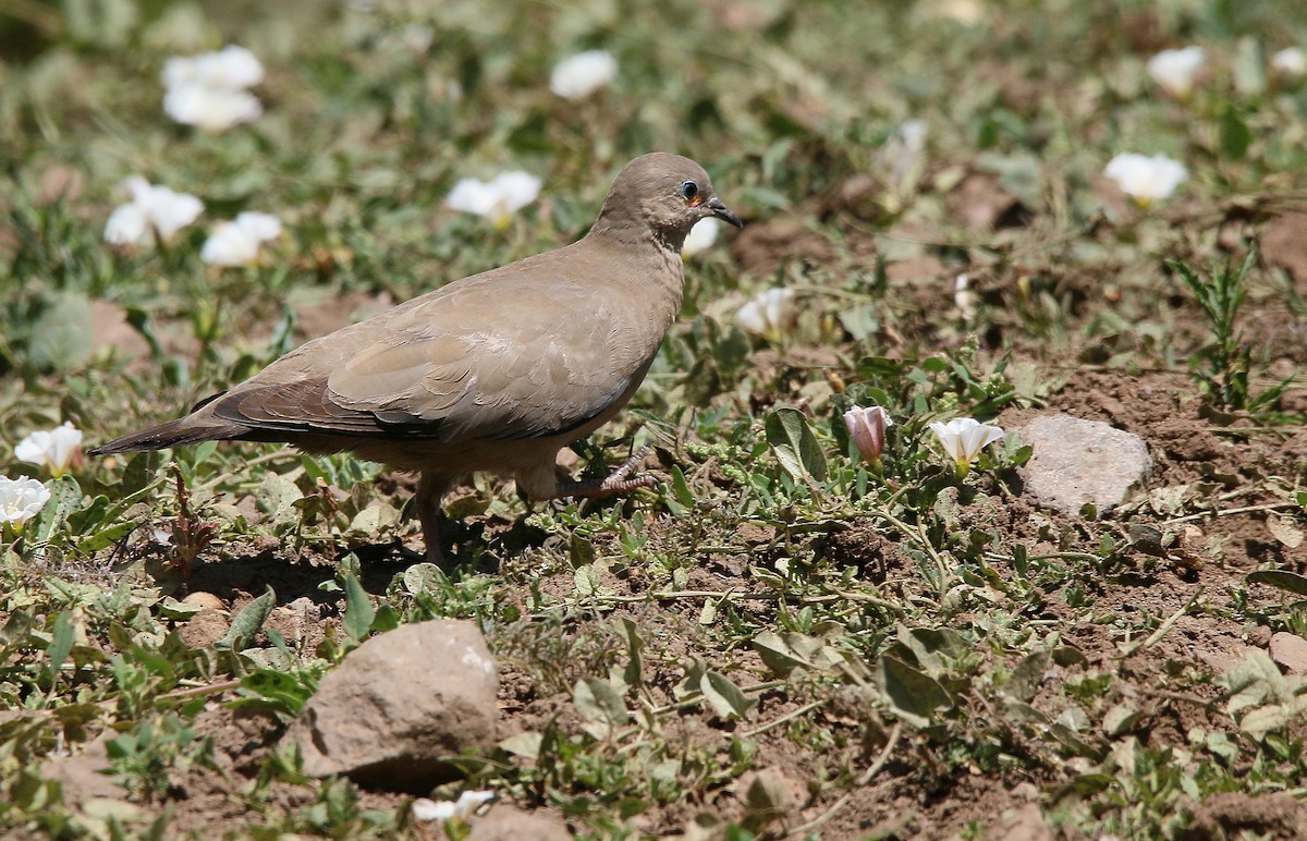 Black-winged Ground Dove - ML281239351
