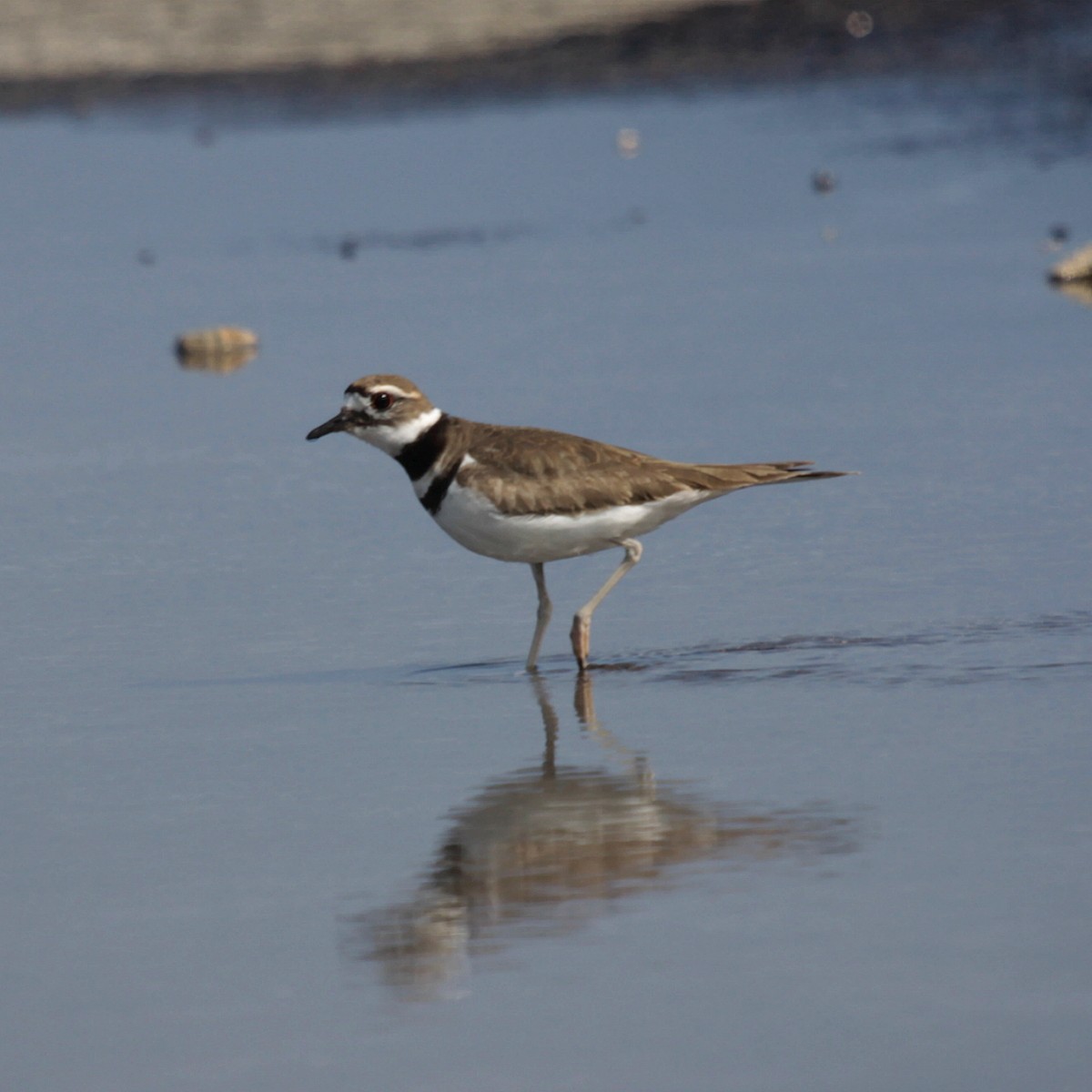 Killdeer - ML28123961