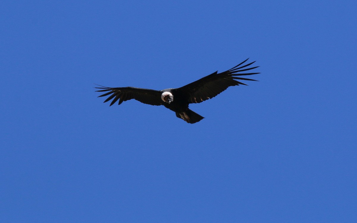 Andean Condor - ML281239631