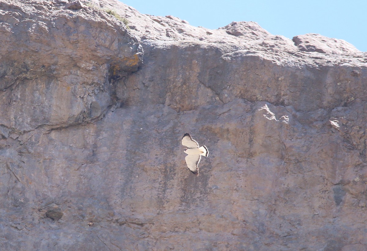 Variable Hawk - ML281239641