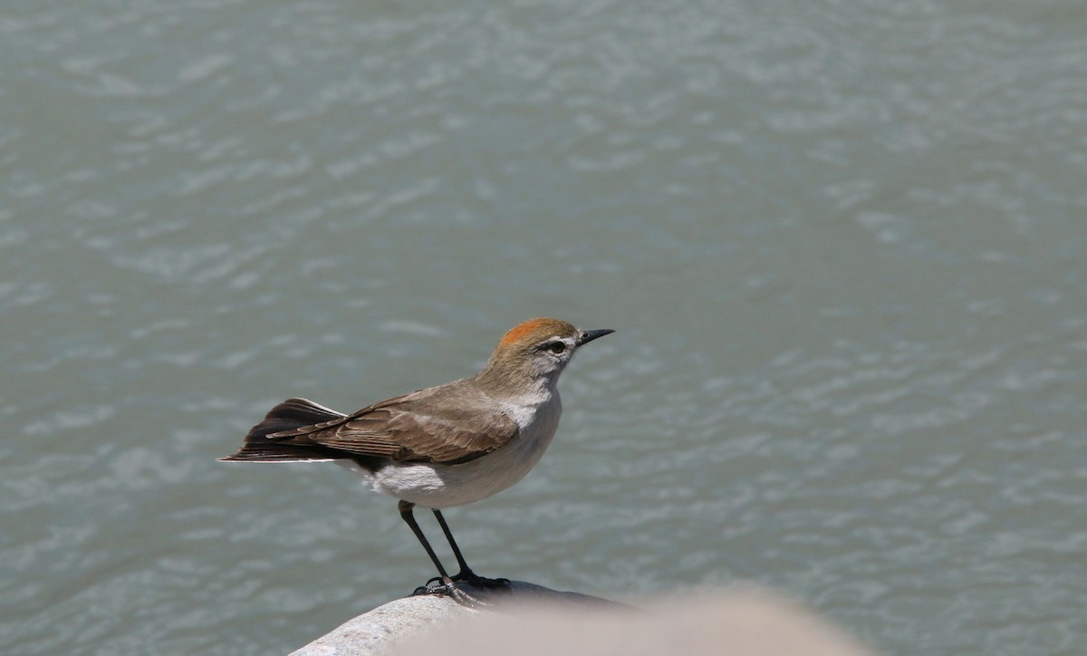 White-browed Ground-Tyrant - ML281239711