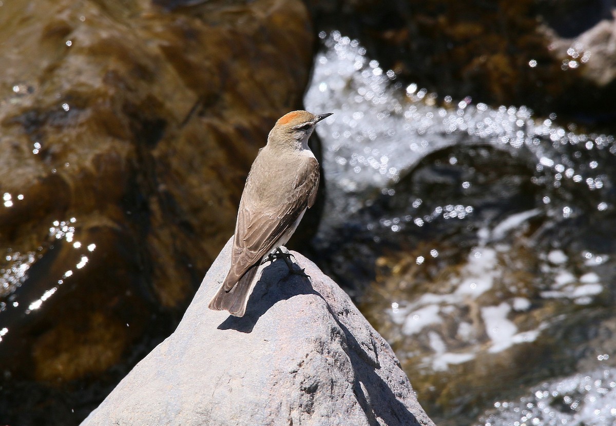 White-browed Ground-Tyrant - ML281239721