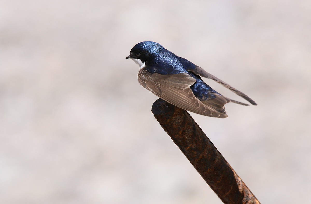 Blue-and-white Swallow - ML281239871