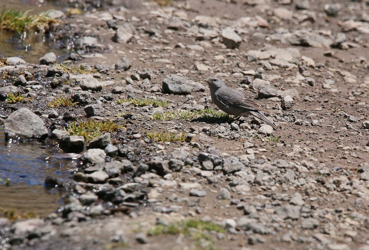 Plumbeous Sierra Finch - ML281239901