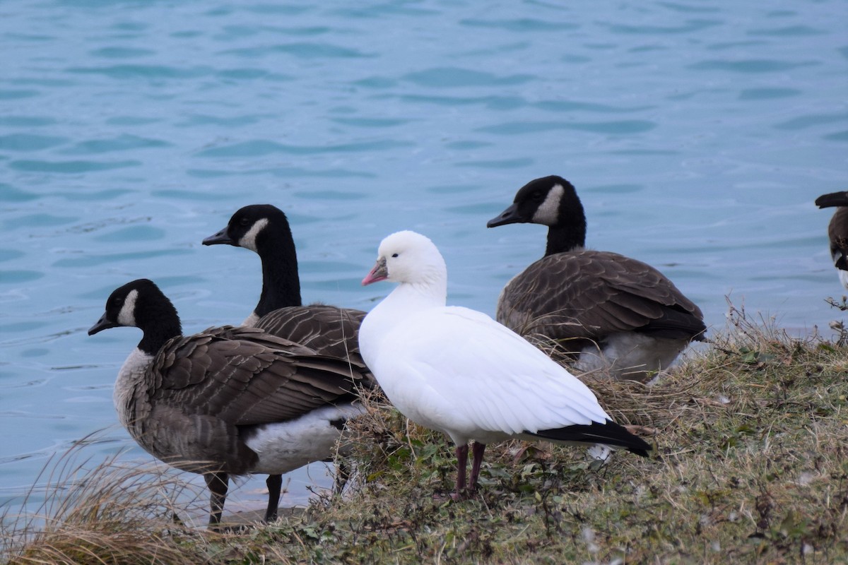 Ross's Goose - John Hayward
