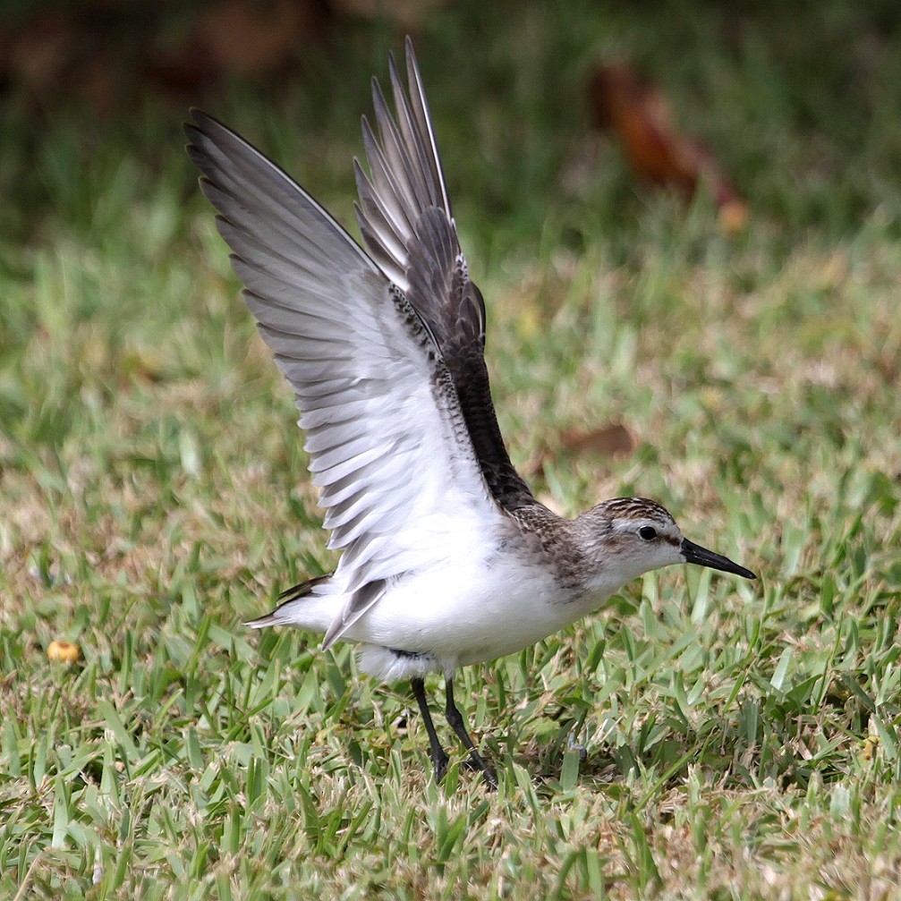 jespák srostloprstý - ML28124031