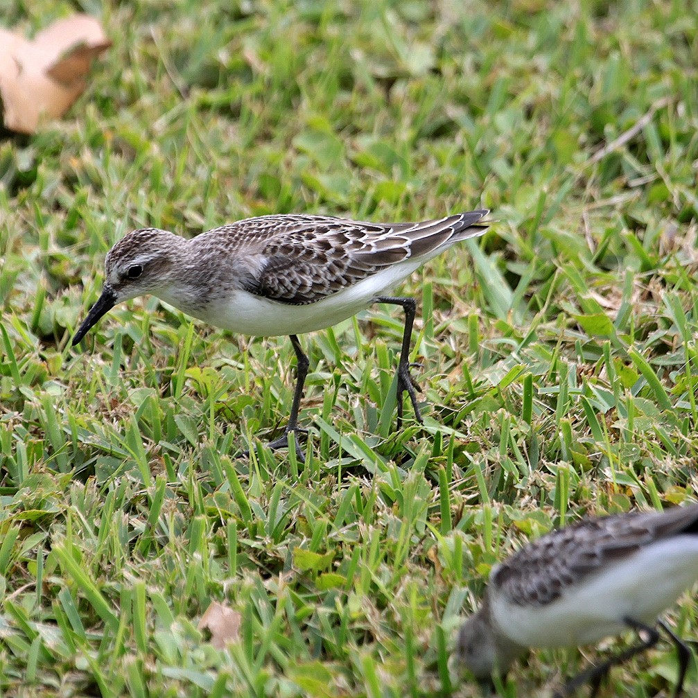 Semipalmated Sandpiper - ML28124041