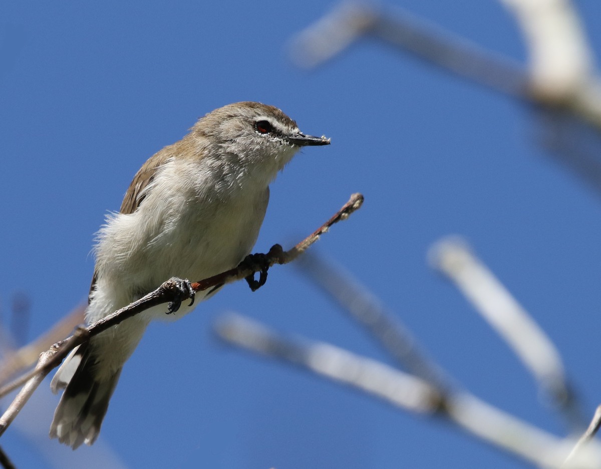 Mangrove Gerygone - ML28124111