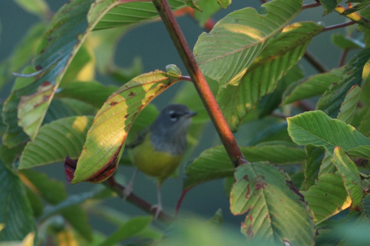 MacGillivray's Warbler - ML281241911