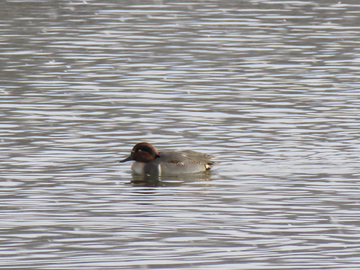 Green-winged Teal - ML281242111