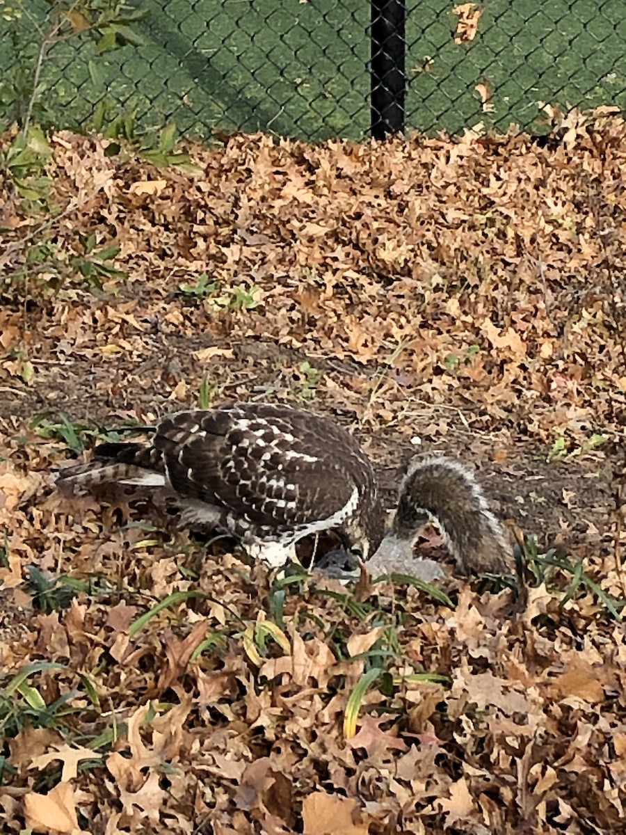 Red-tailed Hawk - ML281242961
