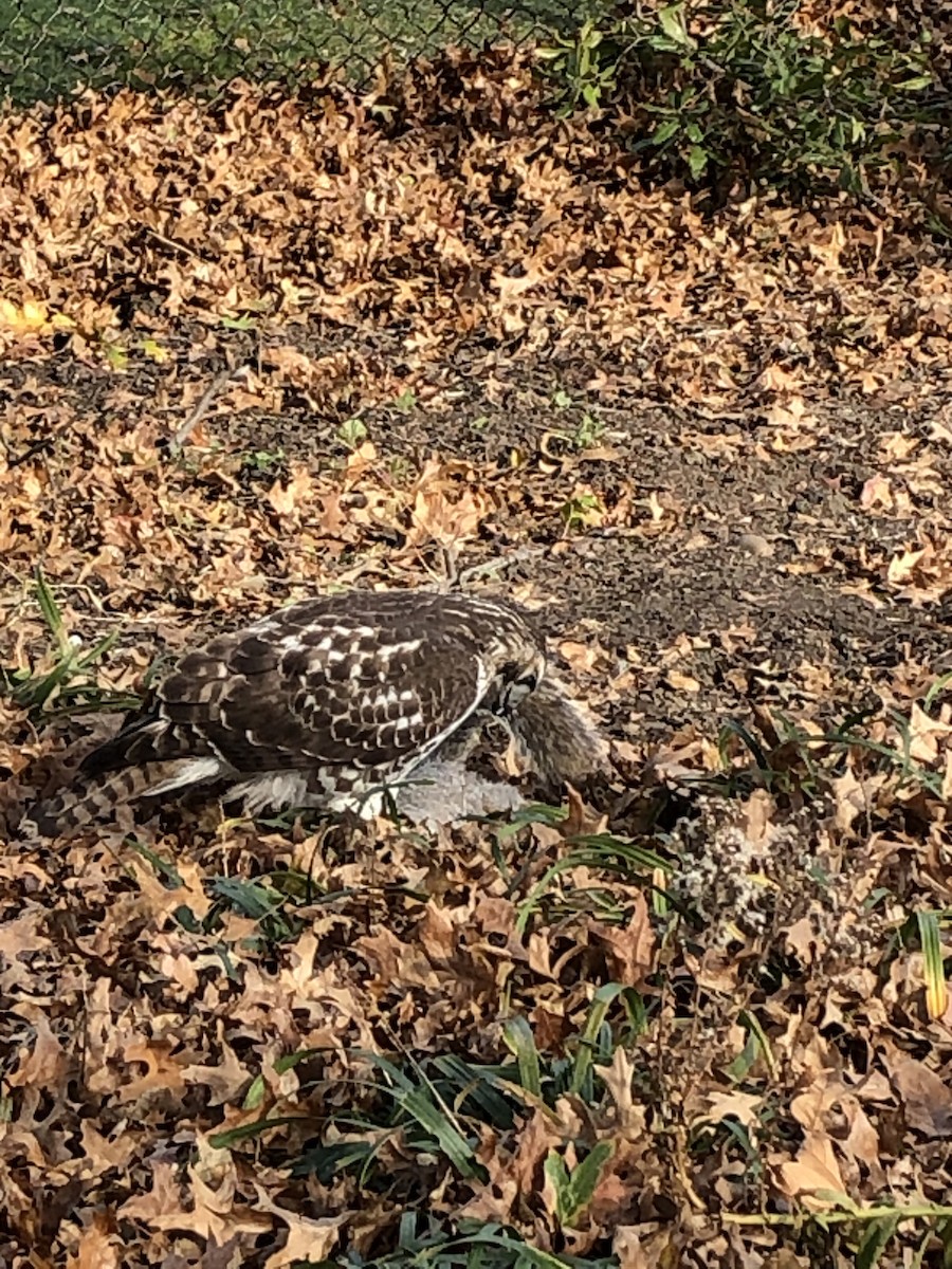 Red-tailed Hawk - ML281242971