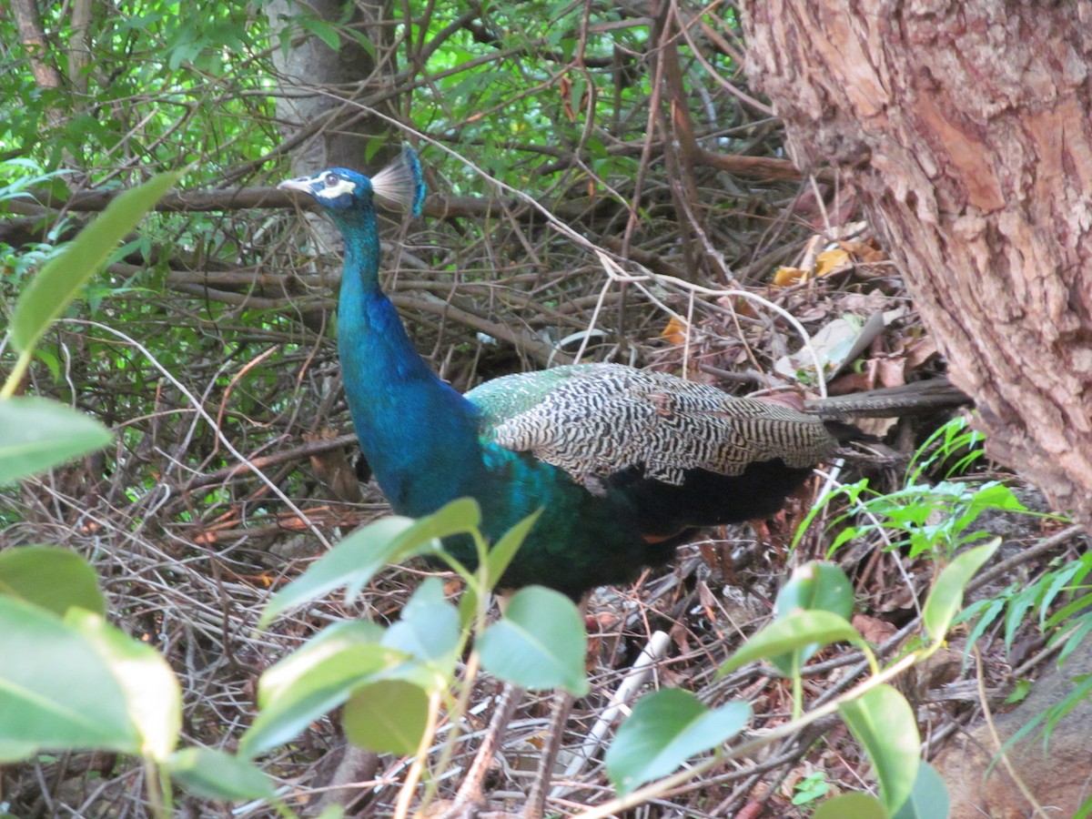 Indian Peafowl - ML281244861