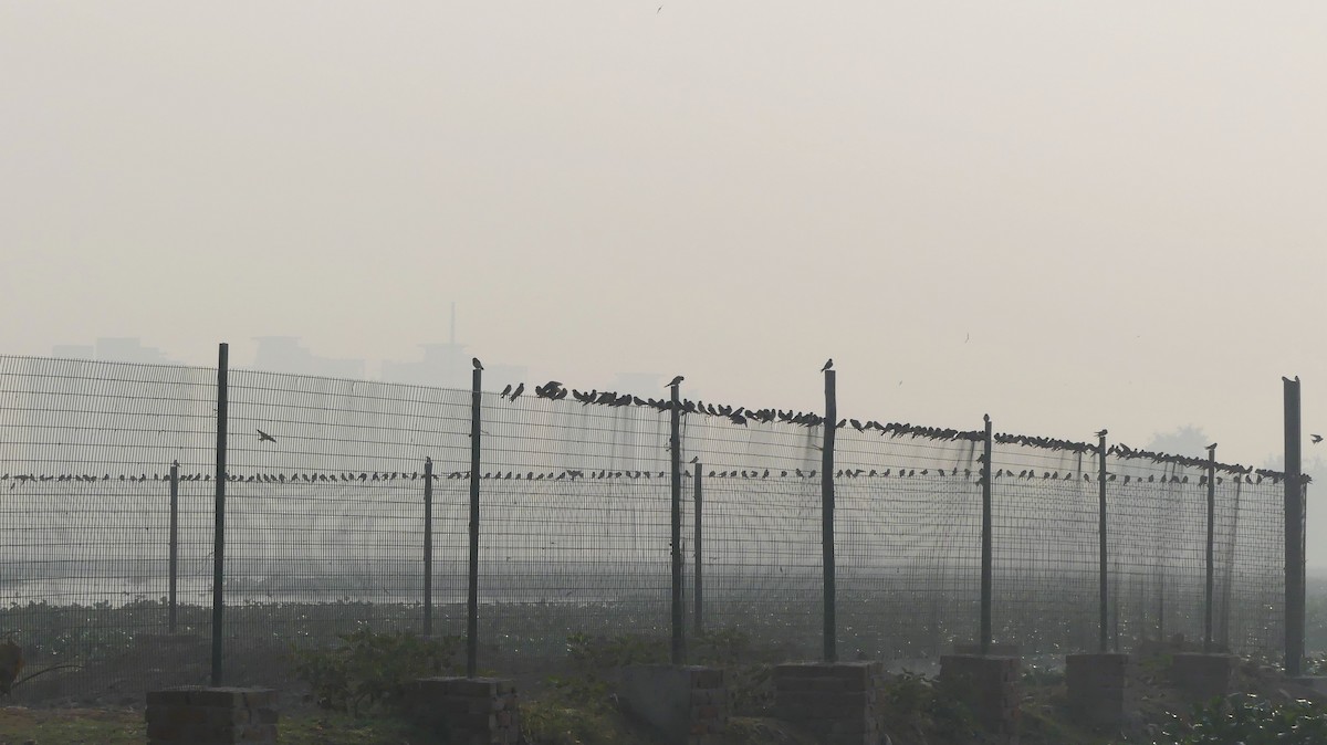 Barn Swallow - Kaushik Sarkar