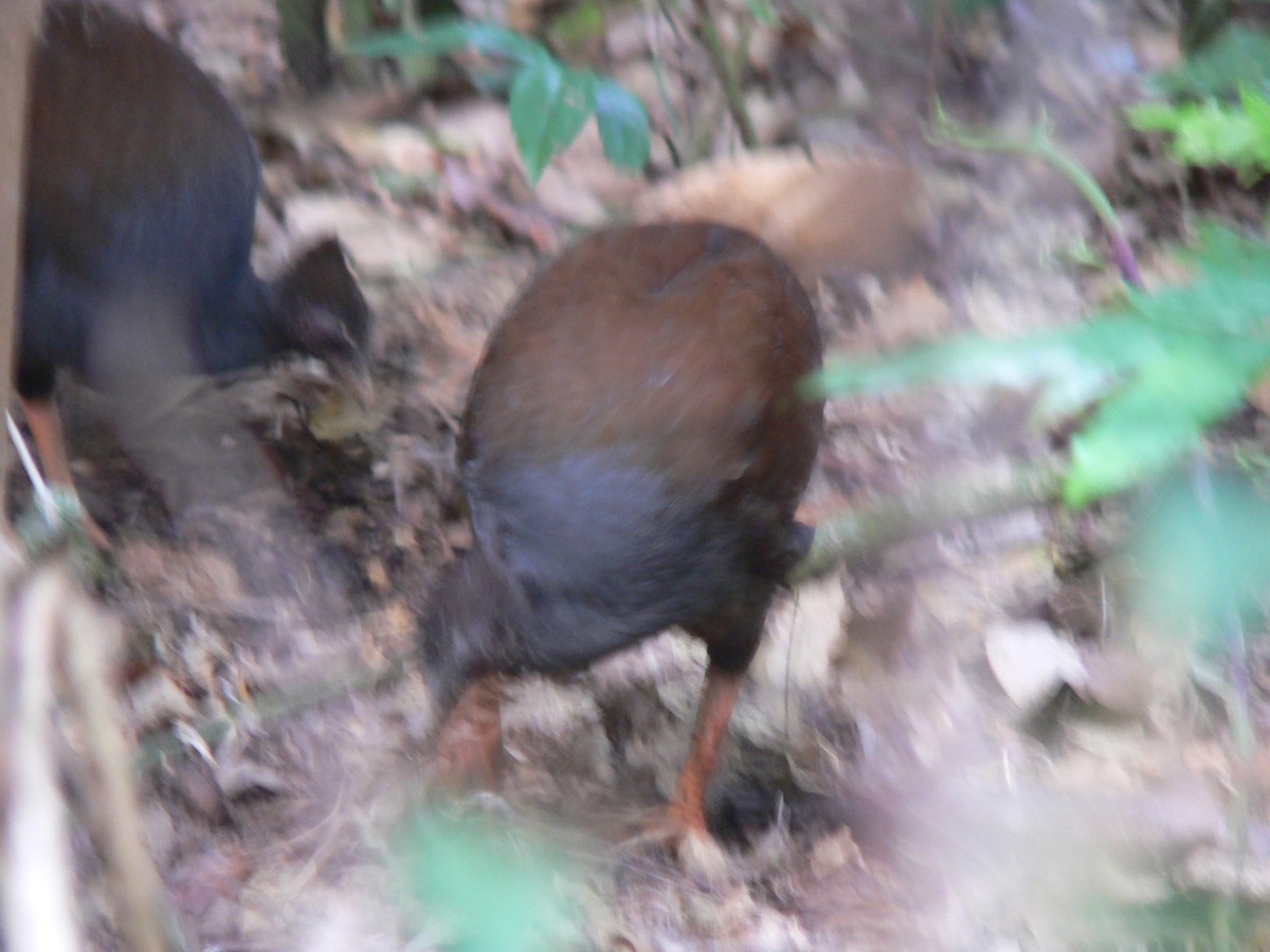 Orange-footed Megapode - Jonathan Barnaby