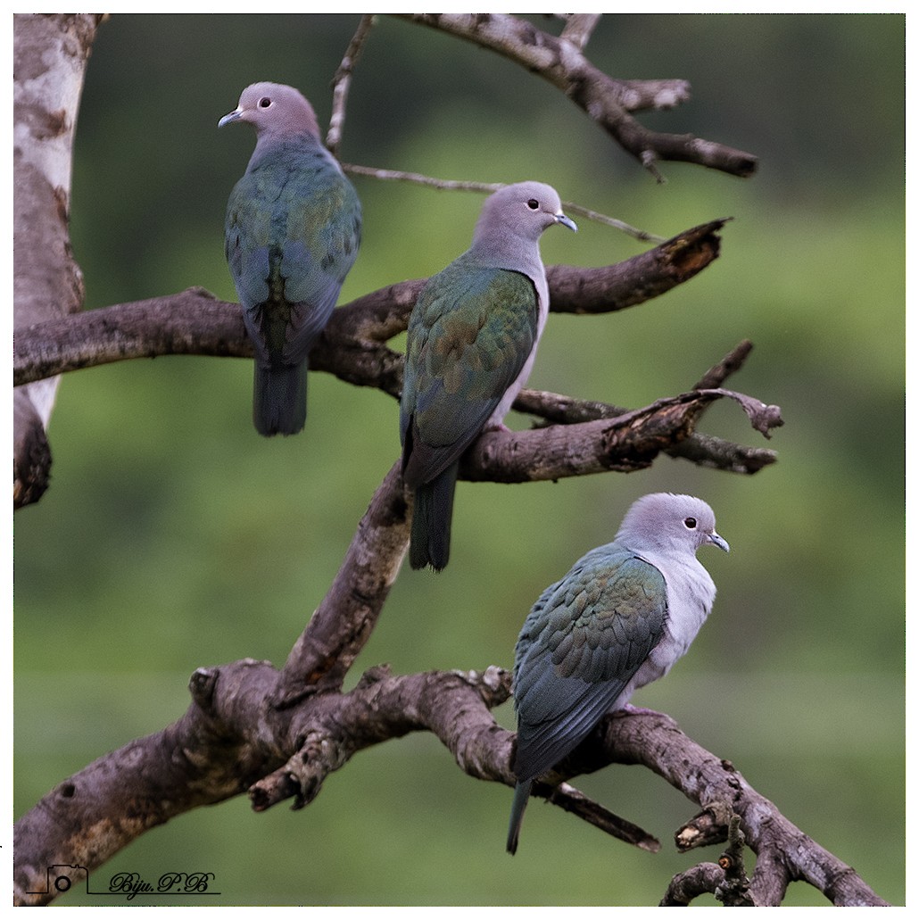 Green Imperial-Pigeon - Biju PB