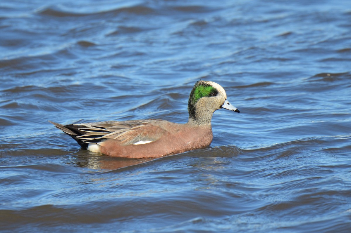 American Wigeon - Michael Turso