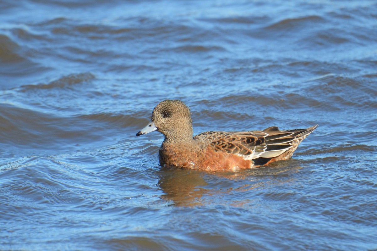 American Wigeon - Michael Turso