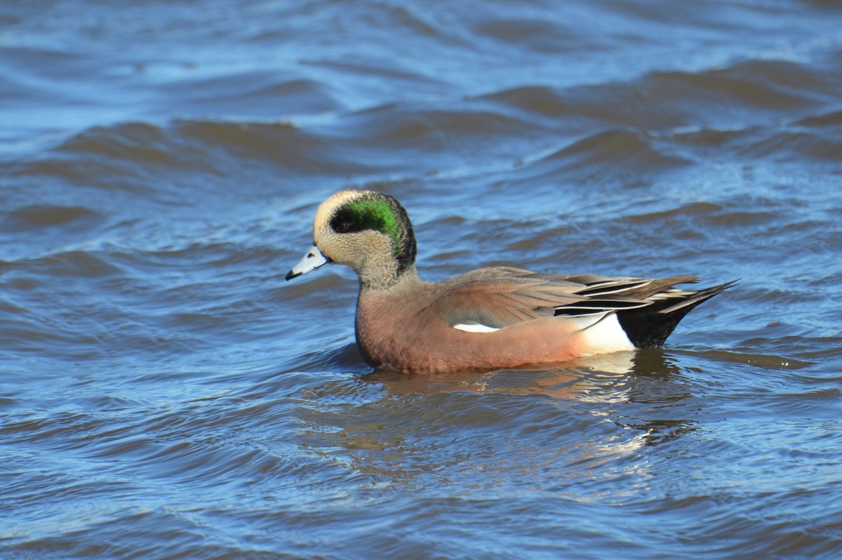 American Wigeon - Michael Turso