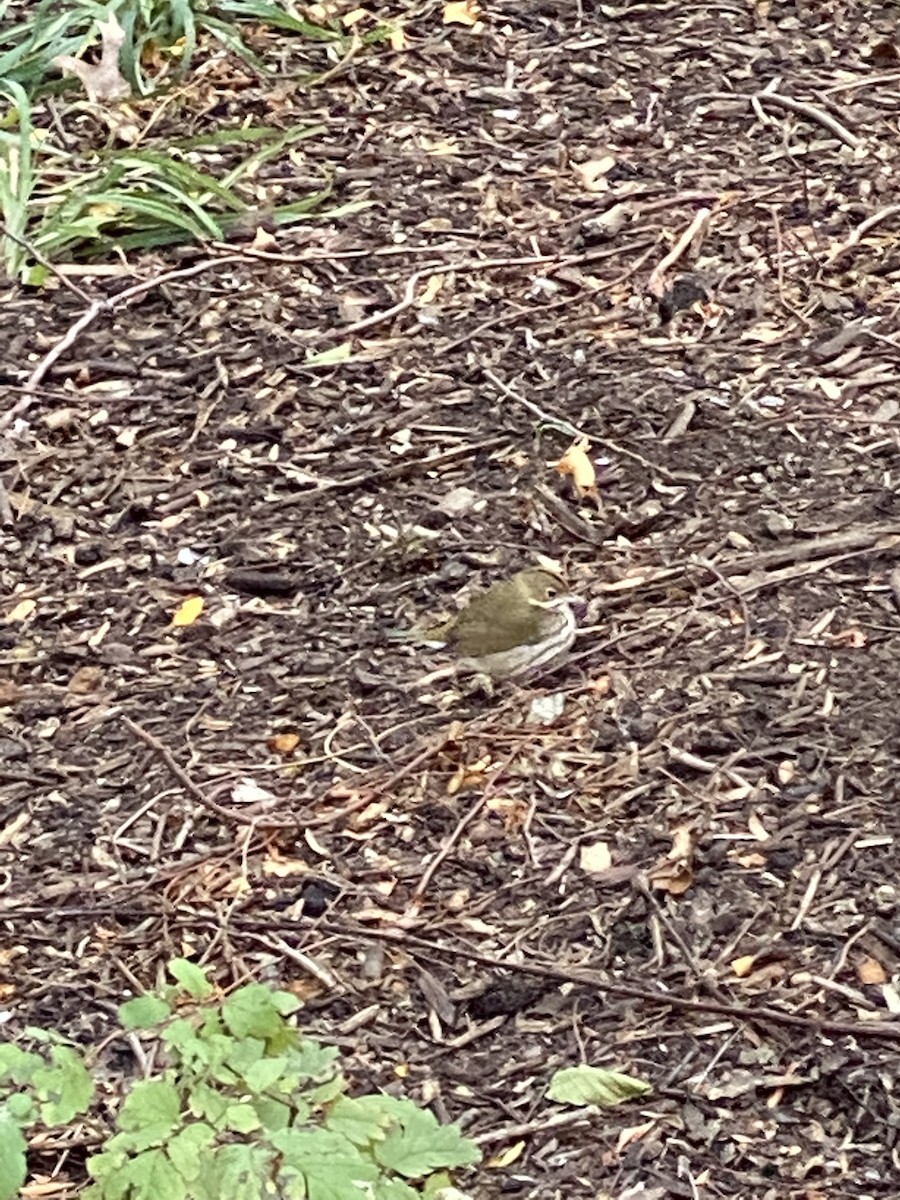 Ovenbird - ML281247171